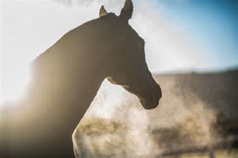 The Legal Implications of Equine Pagan Naming: Prosecuting Perpetrators and Protecting Horses